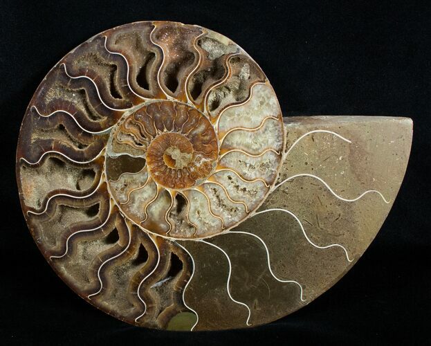 Inch Ammonite (Half) - Crystal Chambers #3756